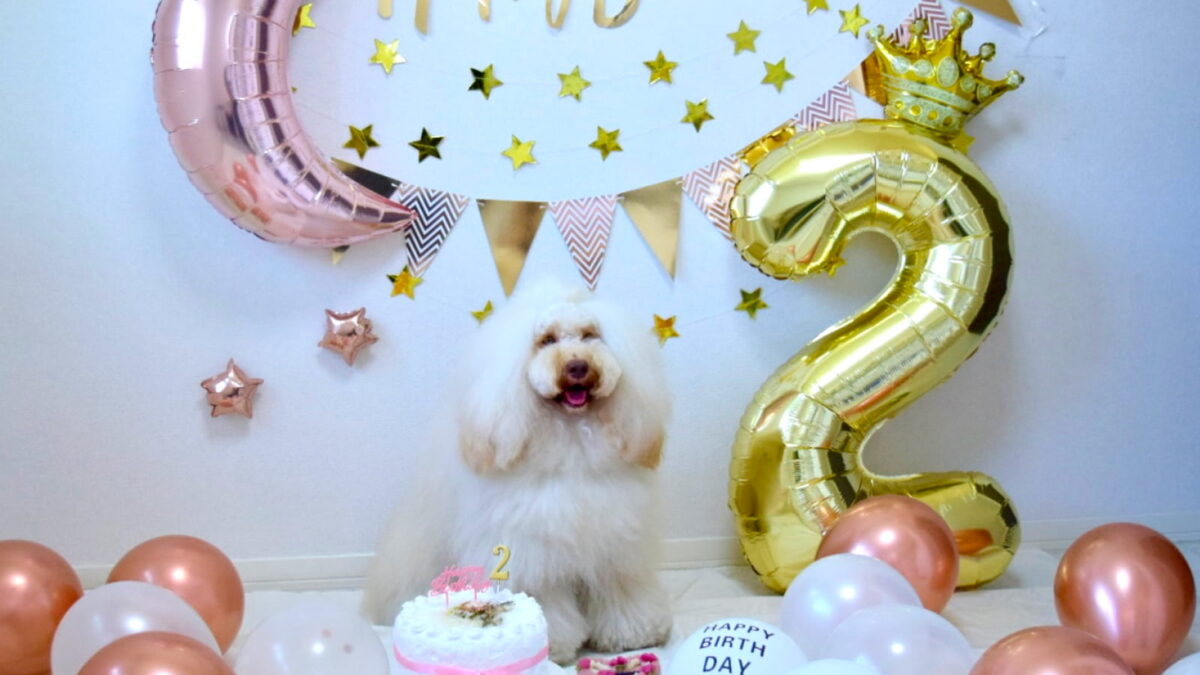 2歳のお誕生日を迎えたモコちゃん