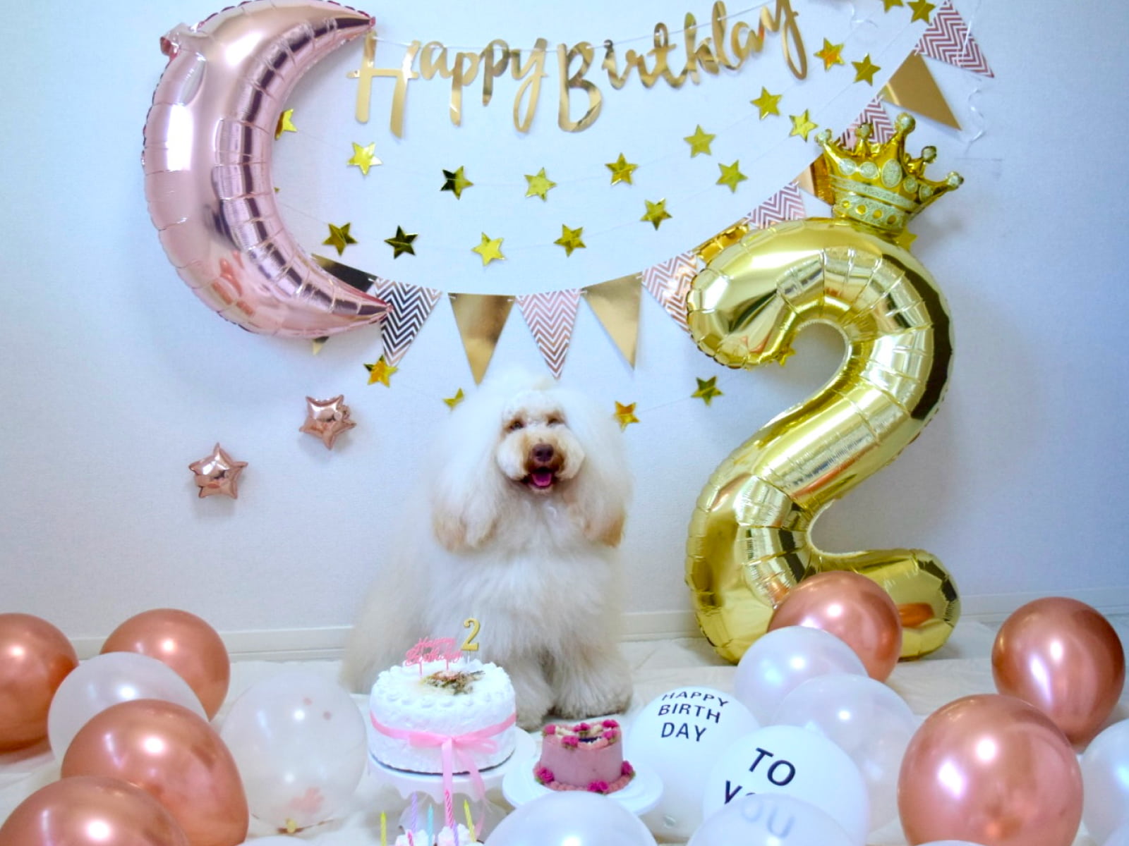 2歳のお誕生日を迎えたモコちゃん