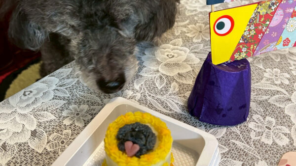 腎機能低下の16歳わんちゃんも大喜び!食事制限に配慮したフルオーダーケーキ