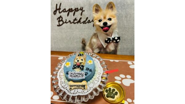 14歳のお祝いに。韓国風センイルケーキで愛犬と記念日を。