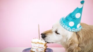 犬の誕生日ケーキは何歳から大丈夫？春生まれのわんちゃんにおすすめの体に優しい食材