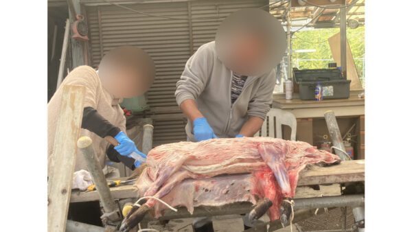 パティシエなのに狩猟へ？犬の食材「鹿肉ジビエ」を学ぶため、猟師の元で解体体験