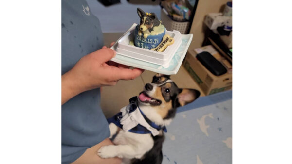 初めてのお誕生日に大興奮♪愛犬そっくりなオーダーメイドペットケーキ