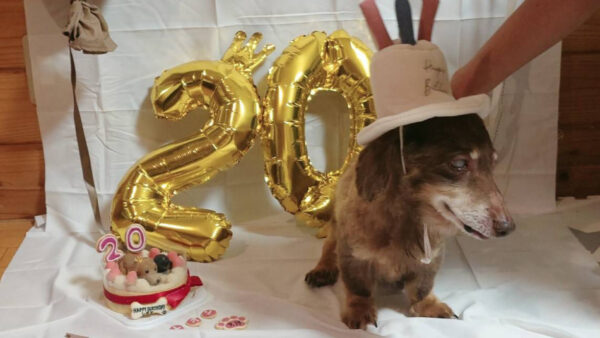 20歳のご長寿記念！ダックスちゃんの体に優しいオーダーメイドペットケーキ