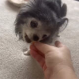 チワワ