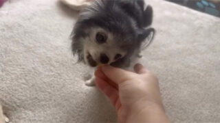 犬にシュークリームは大丈夫？食欲のないシニア犬に試したい5つの工夫