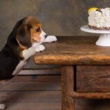 犬用オーダーメイドケーキの注文方法｜初めてでも安心なオーダーのコツを解説