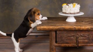 犬用オーダーメイドケーキの注文方法｜初めてでも安心なオーダーのコツを解説