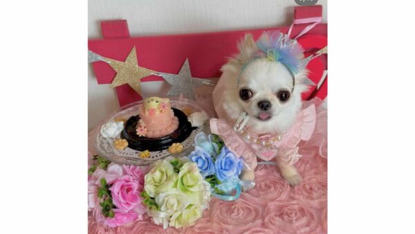 チワワちゃんのお誕生日に！食べきり5cmサイズのオーダーメイドペットケーキ