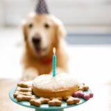 犬用ケーキは人間も食べられる？アレルギー対応・シニア犬にも寄り添うオーダーメイドケーキへの想い
