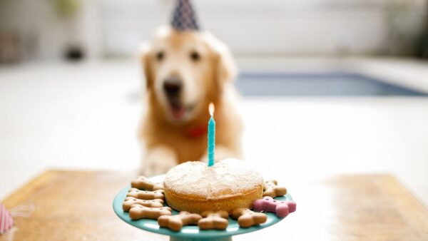 犬用ケーキは人間も食べられる？アレルギー対応・シニア犬にも寄り添うオーダーメイドケーキへの想い