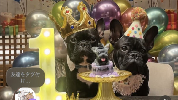 おヨダが止まらない！？愛犬そっくりなフレンチブルドッグの3Dペットケーキ