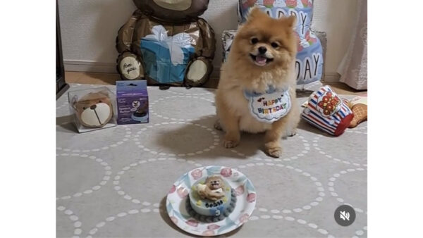 ポメラニアンの3歳のお誕生日に！ソフトクリーム風のオーダーペットケーキ