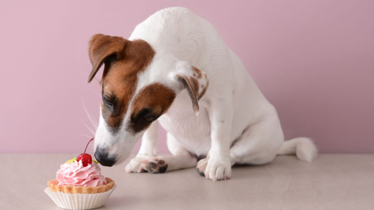 犬用ケーキを「販売」するには？資格・許可・届出を専門店が解説