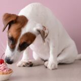 犬用ケーキを「販売」するには？資格・許可・届出を専門店が解説