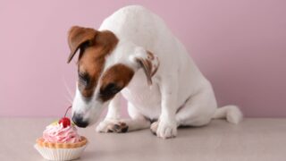 犬用ケーキを「販売」するには？資格・許可・届出を専門店が解説