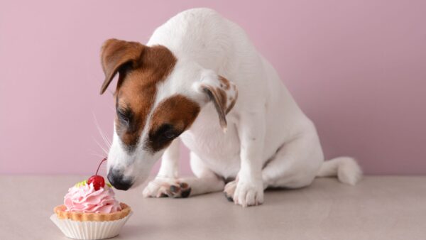 犬用ケーキを「販売」するには？資格・許可・届出を専門店が解説