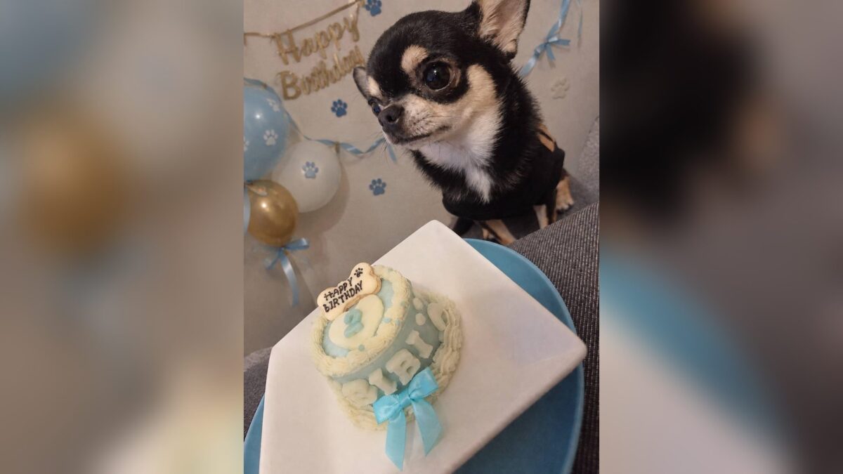 2歳の誕生日ケーキとチワワのびびちゃん