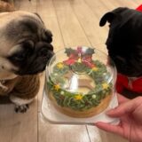 犬の「クリスマスケーキ」は素材とサイズで選ぶ｜船橋の専門店が解説