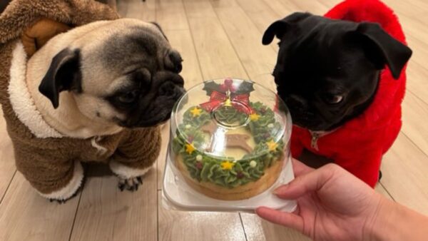 犬の「クリスマスケーキ」は素材とサイズで選ぶ｜船橋の専門店が解説