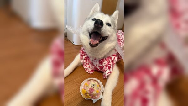 お空のお姉ちゃんと一緒にお祝い。天使の羽とたんぽぽの8歳の似顔絵ペットケーキ